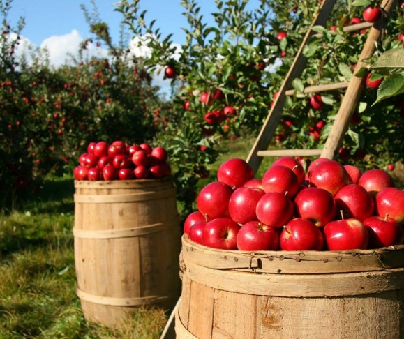 Apple orchard