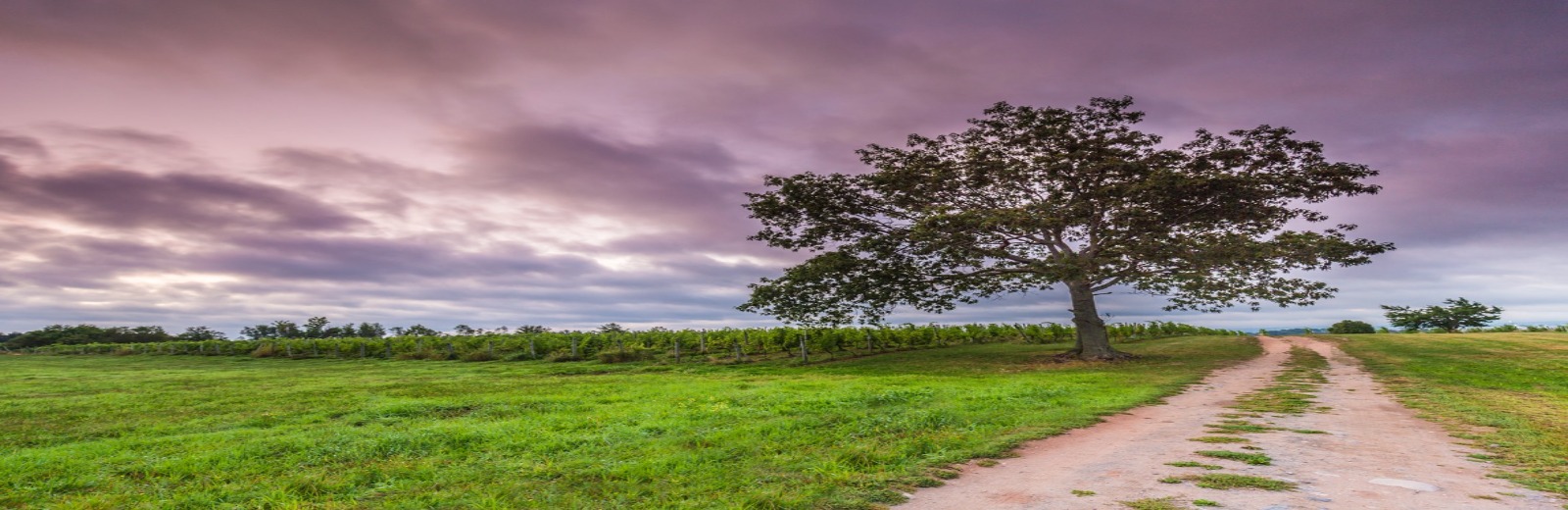 Tree in field