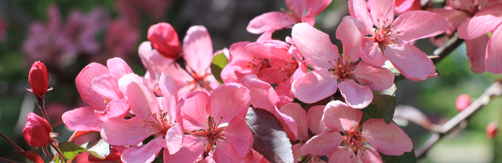 Apple blossoms