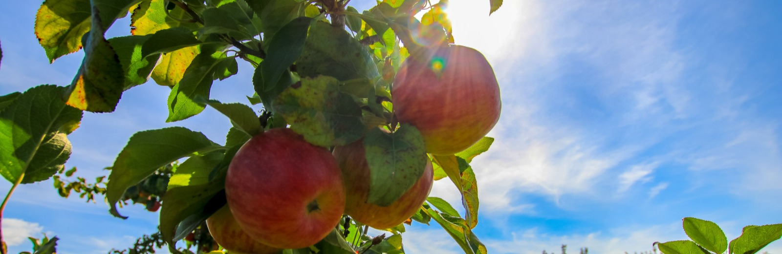 Apples on a tree in the sunshine