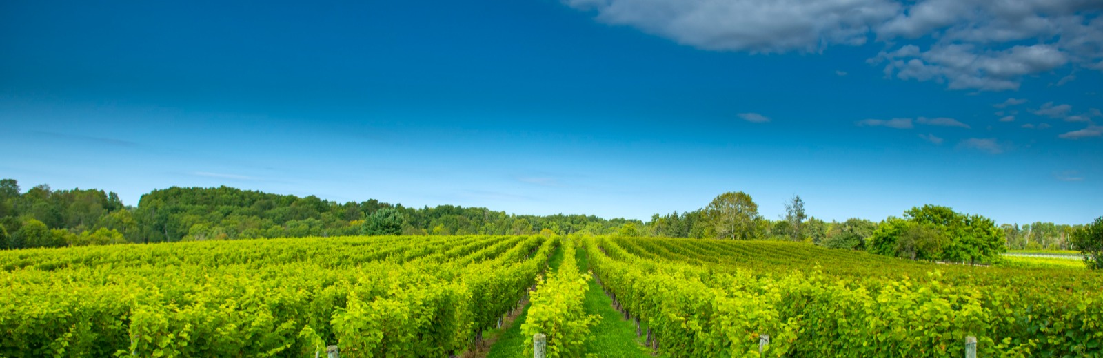 Field of grape vines in the summer
