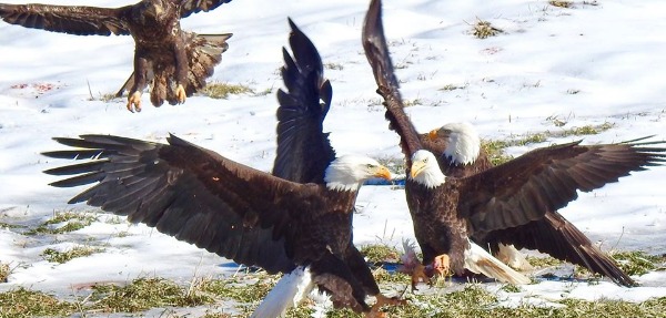 Eagles during Eagle Watch